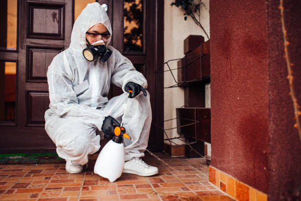 Attic and Crawl Space Rodent Treatment in Pulaski