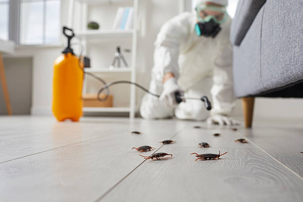 Commercial Rodent Management in Pulaski